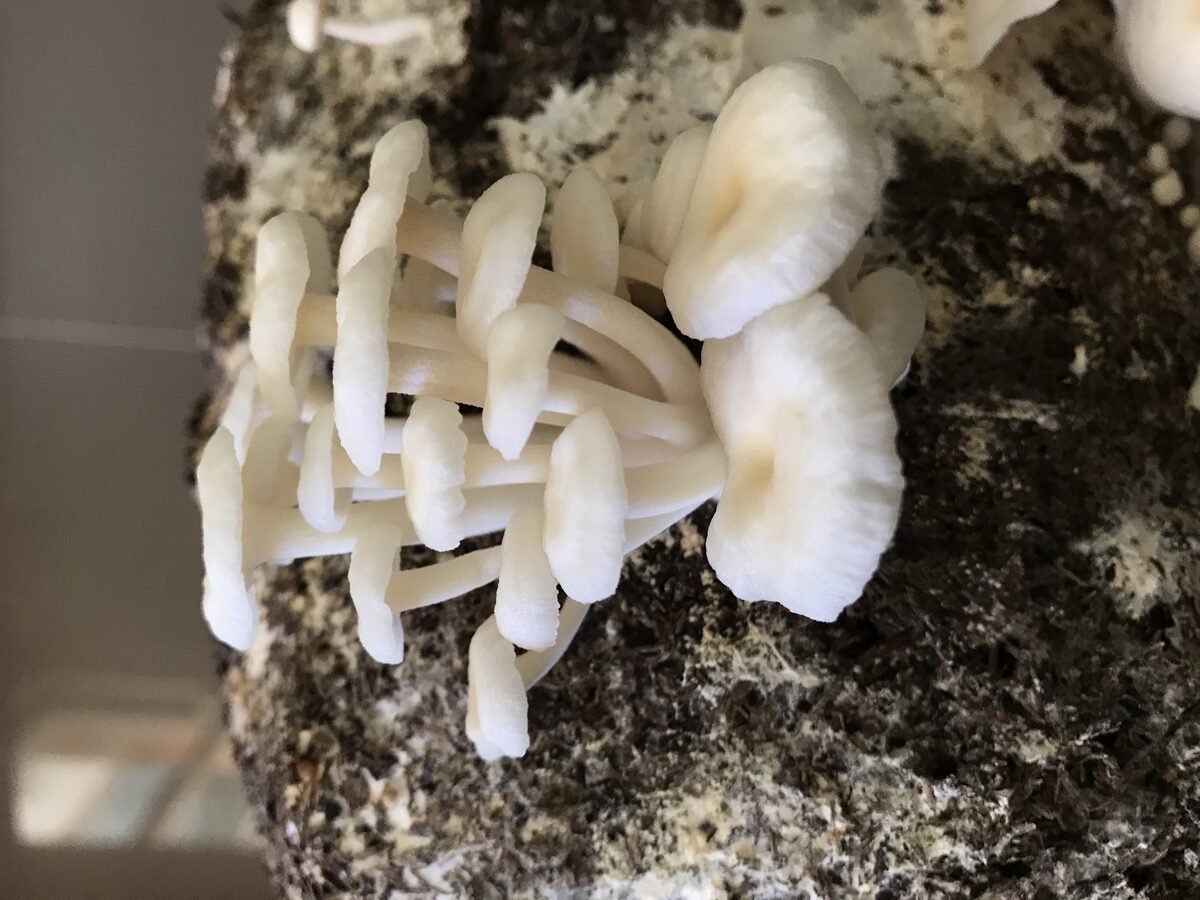 Hongos enoki frescos